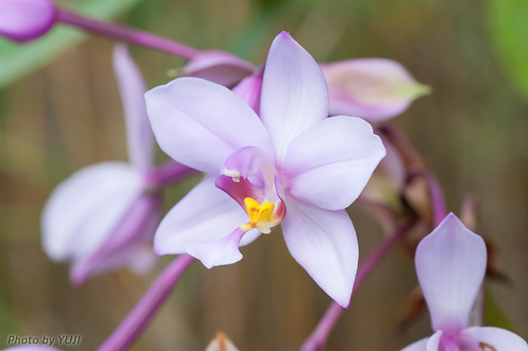 コウトウシラン Phaius tankervilleae