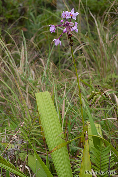 コウトウシラン Phaius tankervilleae