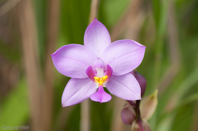 コウトウシラン Phaius tankervilleae