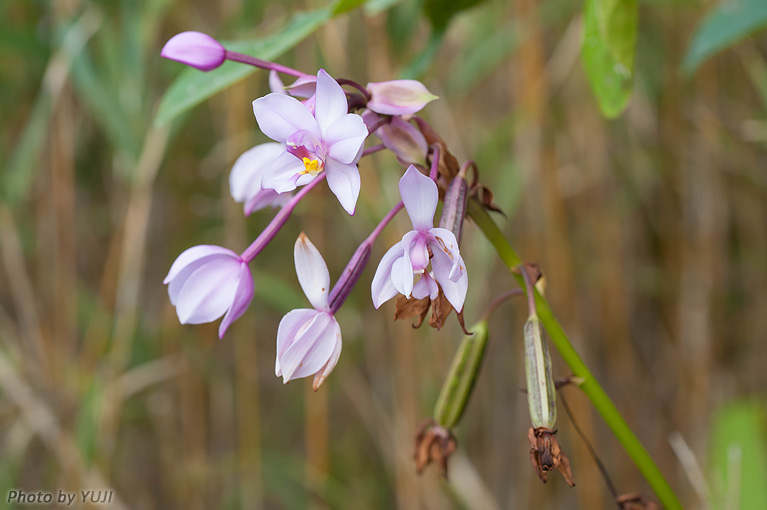 コウトウシラン Phaius tankervilleae