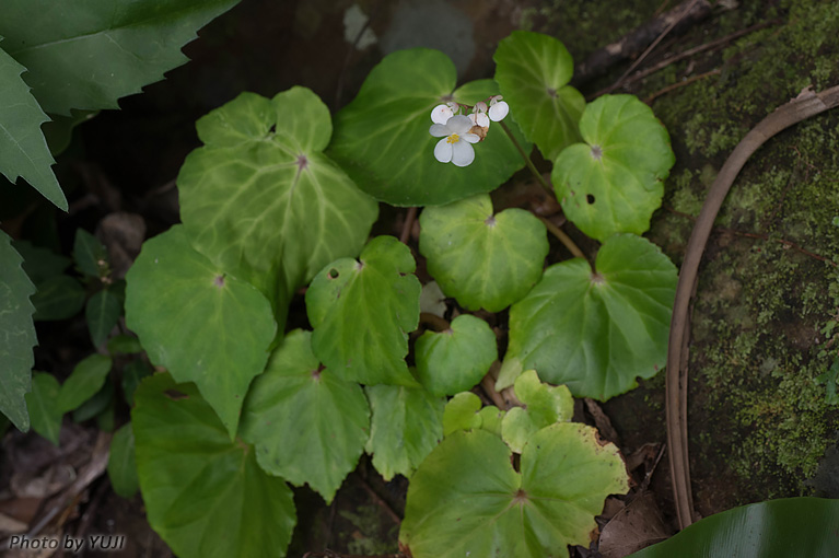 コウトウシュウカイドウ Begonia fenicis