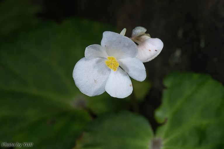 コウトウシュウカイドウ Begonia fenicis