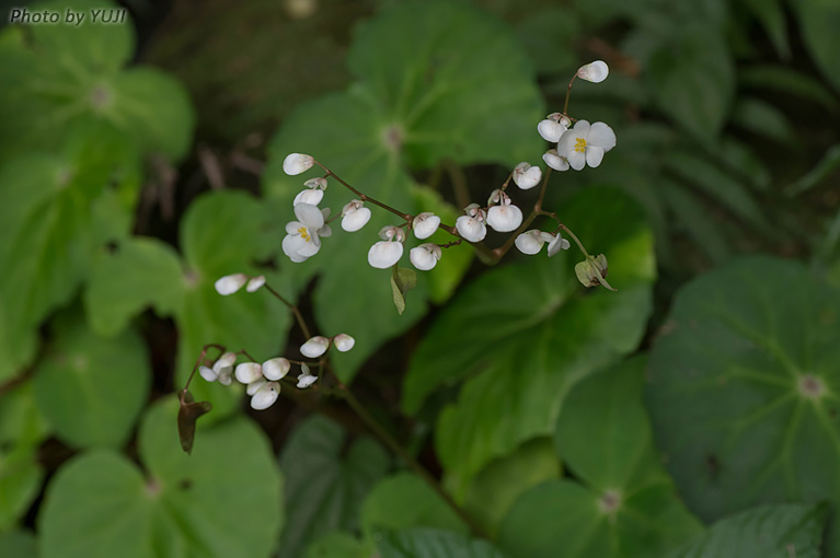 コウトウシュウカイドウ Begonia fenicis