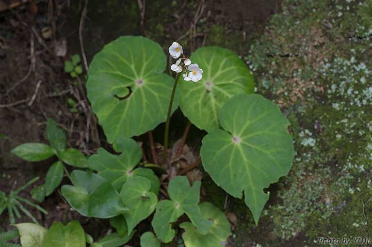 コウトウシュウカイドウ Begonia fenicis