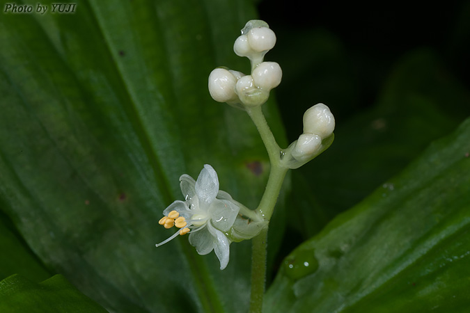 コヤブミョウガ Pollia miranda