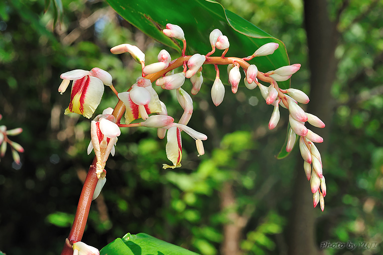 アオノクマタケラン Alpinia formosana