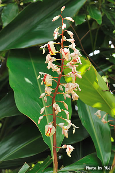 アオノクマタケラン Alpinia formosana