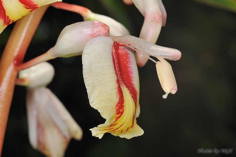 アオノクマタケラン Alpinia formosana