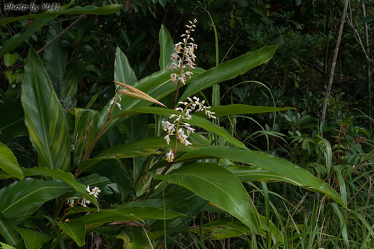 アオノクマタケラン Alpinia formosana