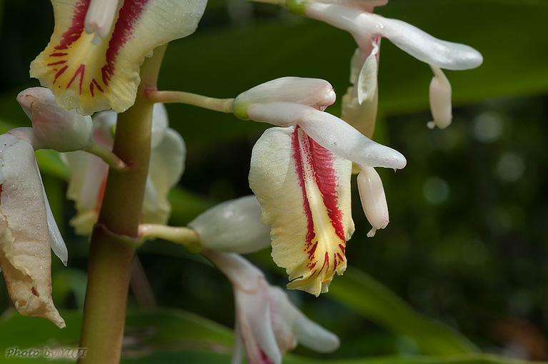 アオノクマタケラン Alpinia formosana