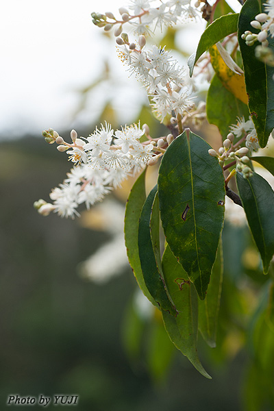 クロバイ Symplocos prunifolia