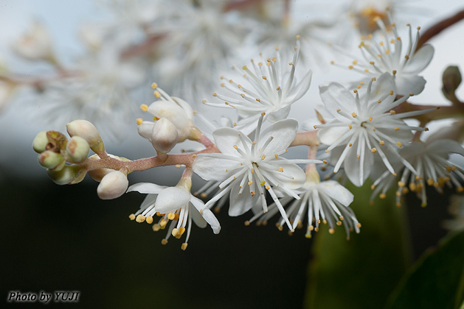 クロバイ Symplocos prunifolia