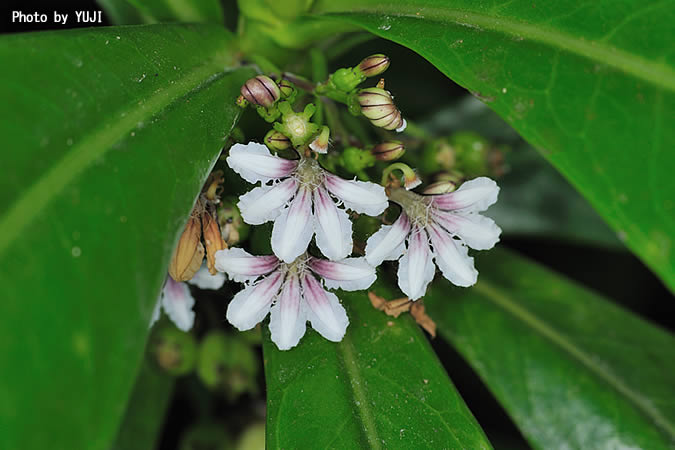 クサトベラ Scaevola taccada