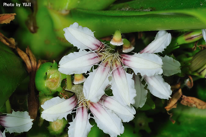 クサトベラ Scaevola taccada