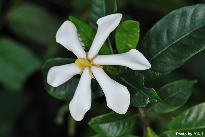 クチナシ Gardenia jasminoides