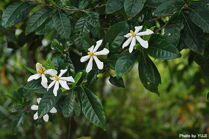 クチナシ Gardenia jasminoides