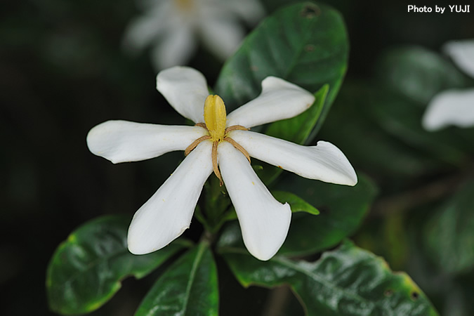 クチナシ Gardenia jasminoides