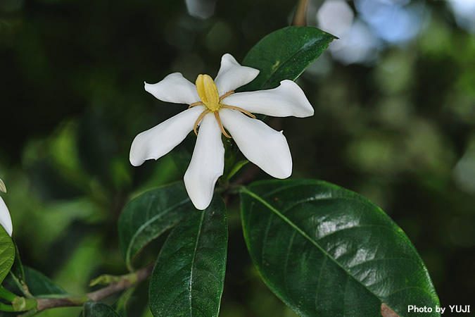 クチナシ Gardenia jasminoides