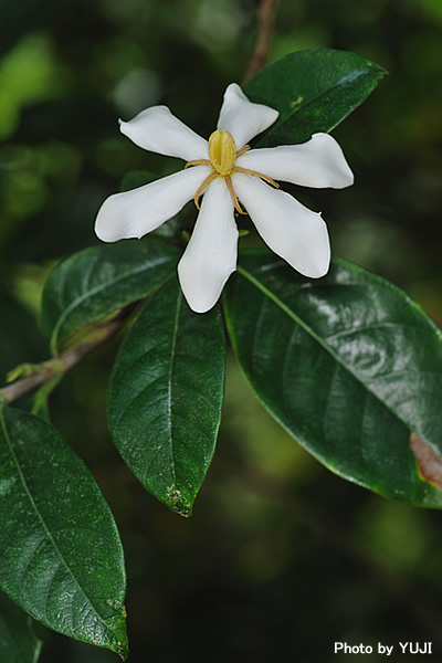 クチナシ Gardenia jasminoides