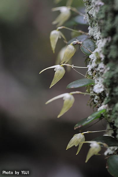 マメヅタラン Bulbophyllum drymoglossum