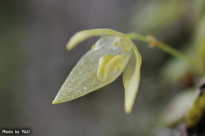 マメヅタラン Bulbophyllum drymoglossum