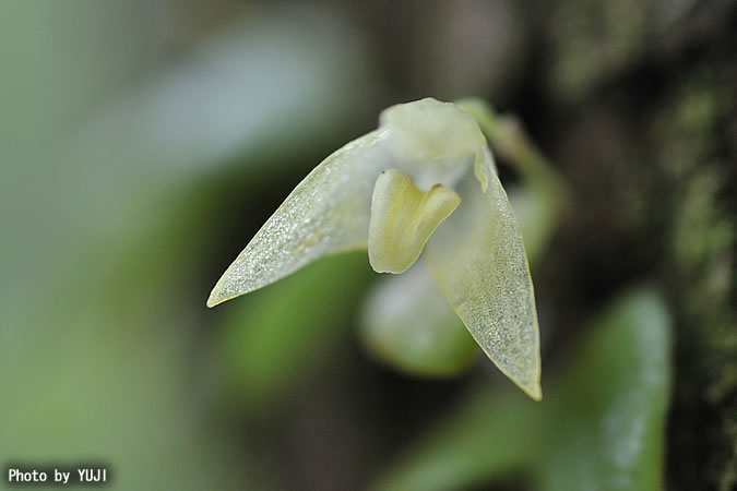 マメヅタラン Bulbophyllum drymoglossum