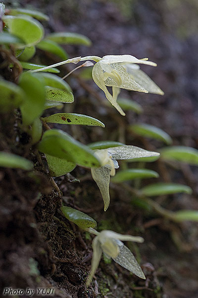 マメヅタラン Bulbophyllum drymoglossum