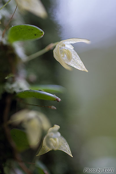 マメヅタラン Bulbophyllum drymoglossum