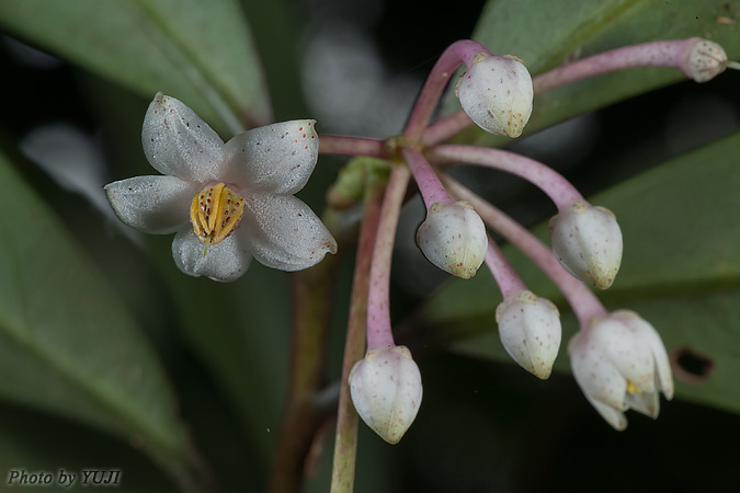 マンリョウ Ardisia crenata