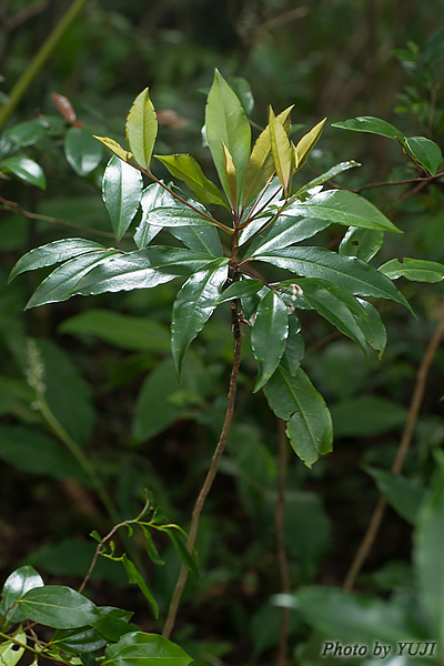 マンリョウ Ardisia crenata