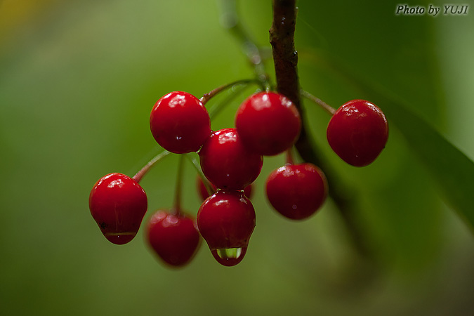 マンリョウ Ardisia crenata