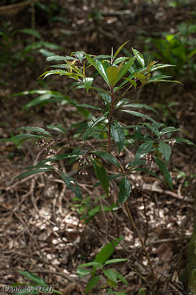 マンリョウ Ardisia crenata