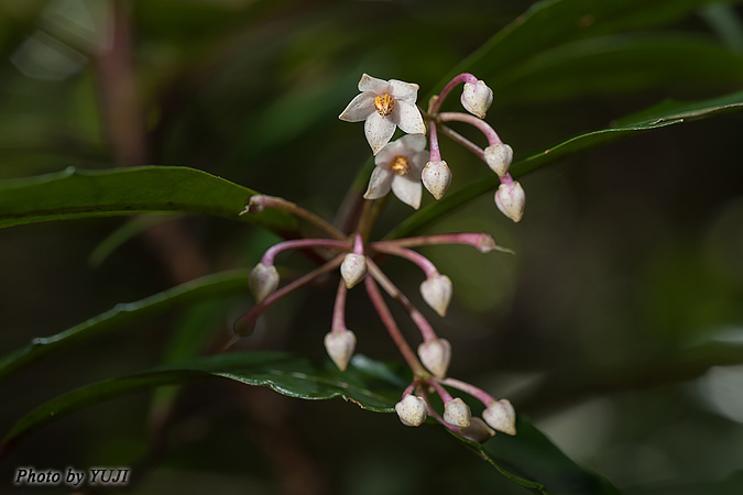 マンリョウ Ardisia crenata