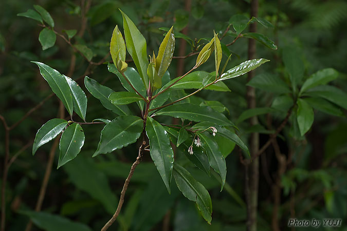 マンリョウ Ardisia crenata