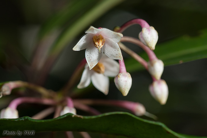 マンリョウ Ardisia crenata