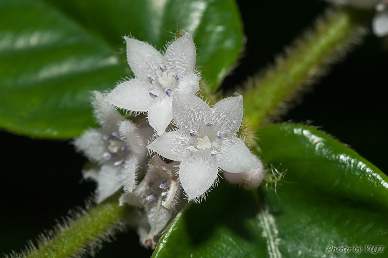 マルバルリミノキ Lasianthus attenuatus