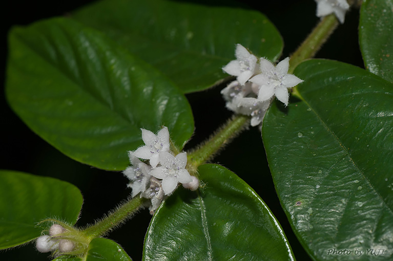 マルバルリミノキ Lasianthus attenuatus