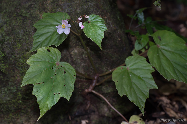 マルヤマシュウカイドウ Begonia formosana