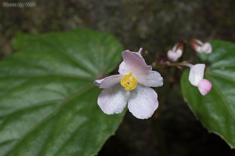 マルヤマシュウカイドウ Begonia formosana