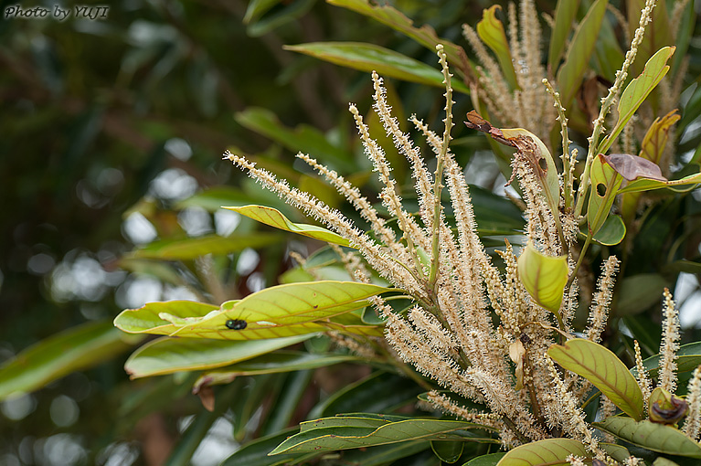 マテバシイ Lithocarpus edulis