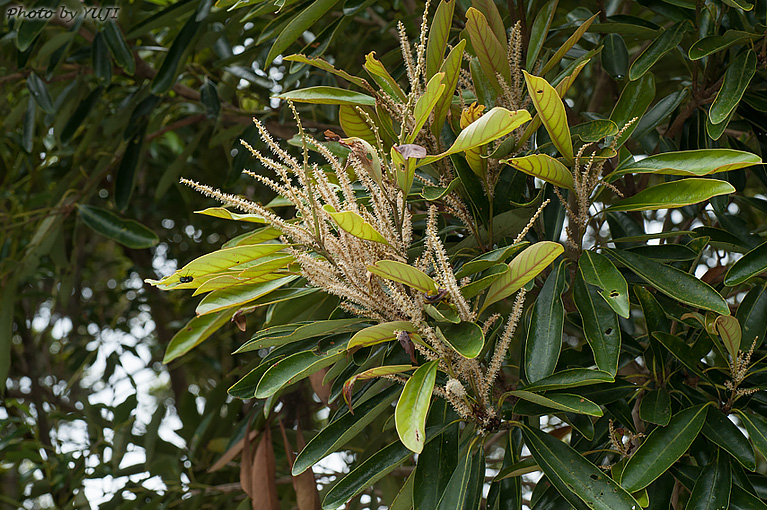 マテバシイ Lithocarpus edulis