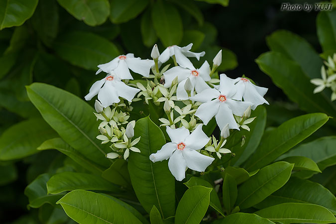 ミフクラギ Trachelospermum gracilipes var. liukiuense