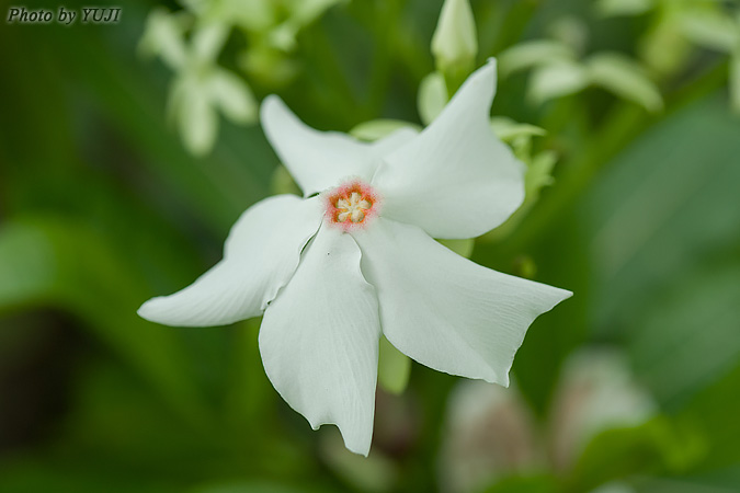 ミフクラギ Trachelospermum gracilipes var. liukiuense