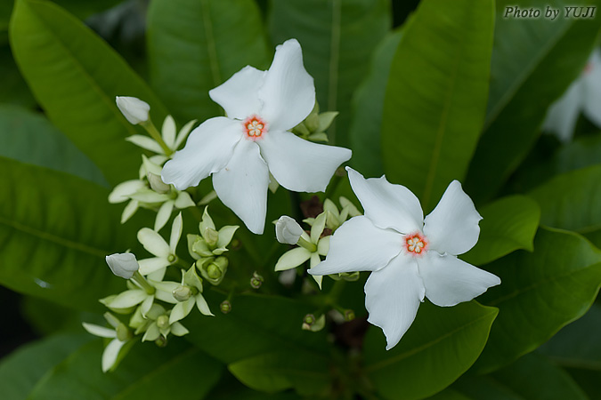 ミフクラギ Trachelospermum gracilipes var. liukiuense