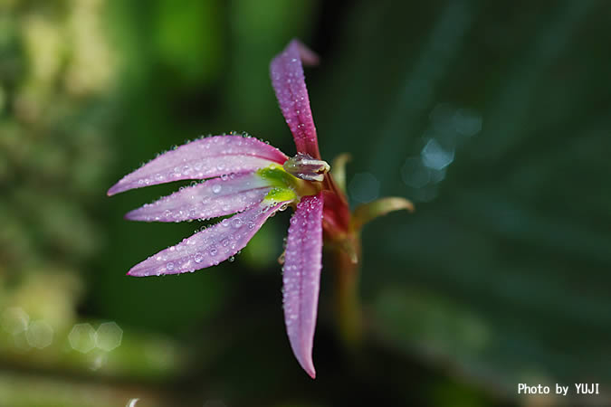 ミゾカクシ Lobelia chinensis