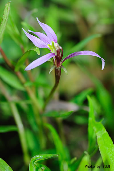 ミゾカクシ Lobelia chinensis