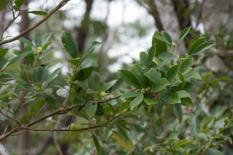 モチノキ Ilex integra