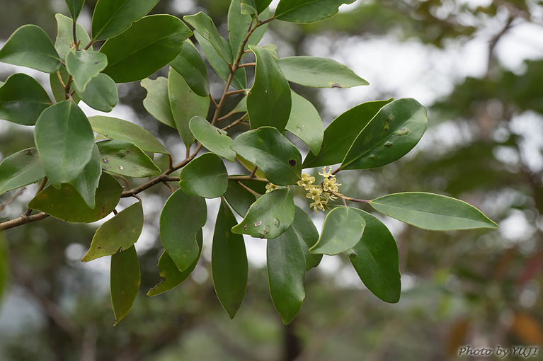 モチノキ Ilex integra