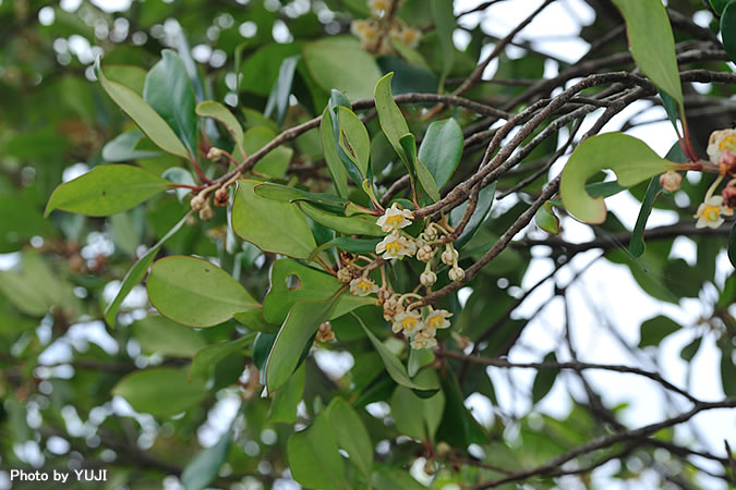 モッコク Ternstroemia gymnanthera