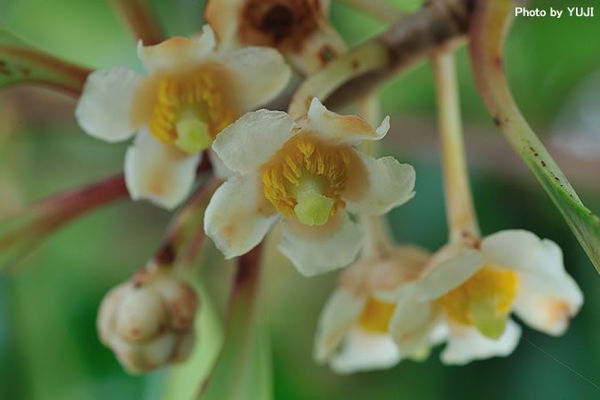 モッコク Ternstroemia gymnanthera